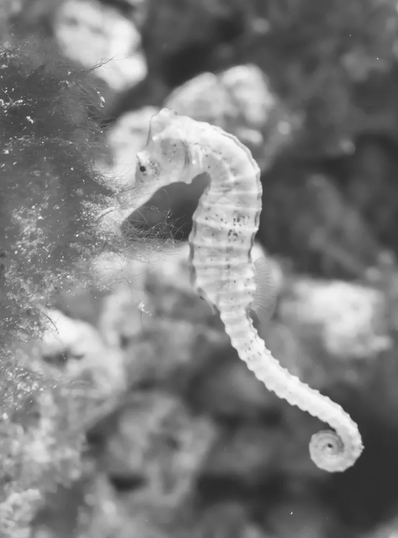 Actyus